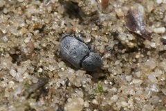 Bruchela schusteri
