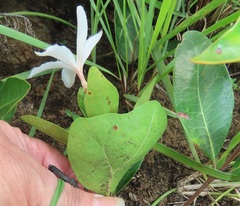 Ancylobothrys capensis