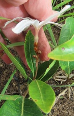 Ancylobothrys capensis