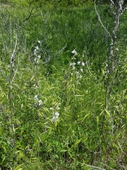 Delphinium carolinianum