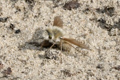 Anastoechus hyrcanus