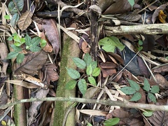 Dacryodes excelsa