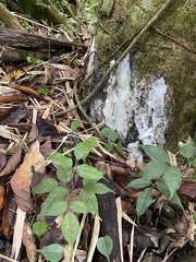 Dacryodes excelsa