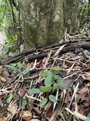 Dacryodes excelsa