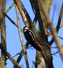 Dendrocopos major