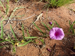 Ipomoea robertsiana