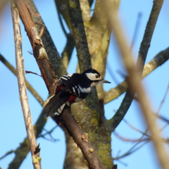 Dendrocopos major