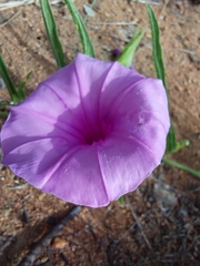 Ipomoea robertsiana