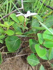 Ancylobothrys capensis