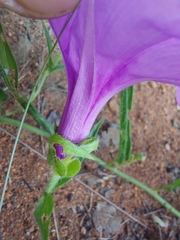 Ipomoea robertsiana