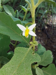Solanum lichtensteinii