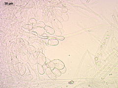 Helvella ephippium