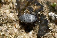 Bruchela schusteri