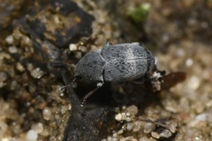 Bruchela schusteri