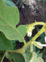 Solanum lichtensteinii