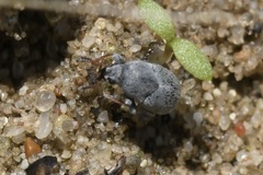 Bruchela schusteri