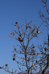 Andricus infectorius