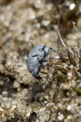 Bruchela schusteri