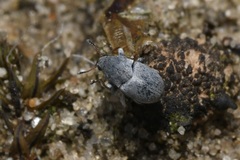 Bruchela schusteri