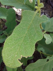 Solanum lichtensteinii