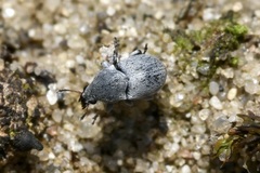 Bruchela schusteri