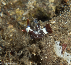 Nembrotha