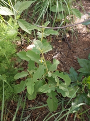 Solanum lichtensteinii