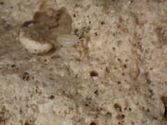 Androniscus dentiger