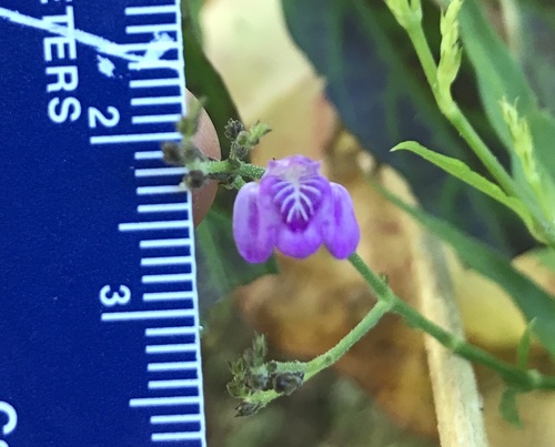 Dianthera pectoralis, photograph 6