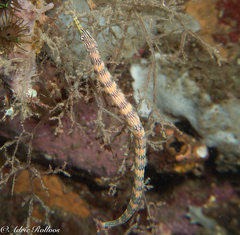 Corythoichthys haematopterus