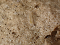 Androniscus dentiger