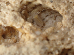 Androniscus dentiger