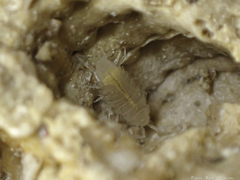 Androniscus dentiger