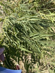 Leucaena pulverulenta