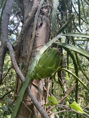 Selenicereus triangularis