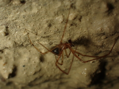 Nesticus