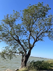 Leucaena pulverulenta