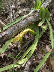 Selenicereus triangularis