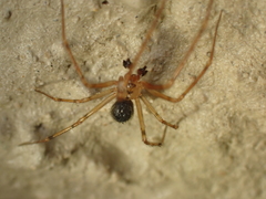 Nesticus