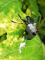 Cypherotylus debauvei