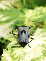 Cypherotylus debauvei