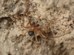 Nesticus