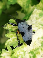 Cypherotylus debauvei