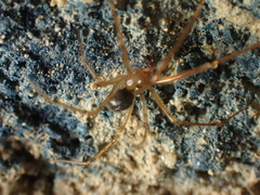 Nesticus
