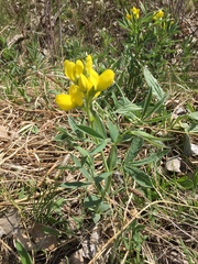 Thermopsis divaricarpa