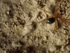 Nesticus