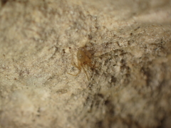 Nesticidae