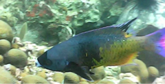 Bodianus parrae
