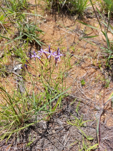 Image of Afrosolen sandersonii by (c) Manuel R Popp, some rights reserved (CC BY)