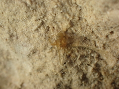 Nesticidae
